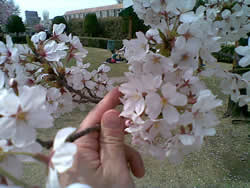 2011年　桜、満開！